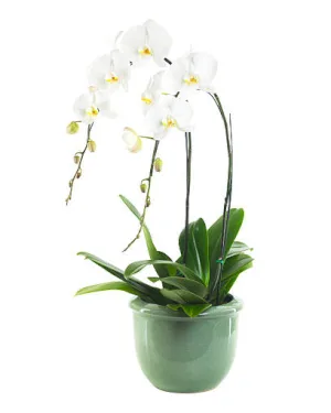 Storczyk - dodatkowe zdjęcie