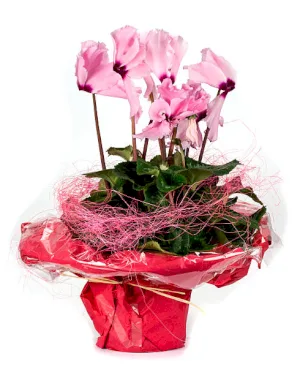 Cyklamen - dodatkowe zdjęcie