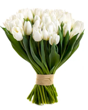 Białe Tulipany - dodatkowe zdjęcie