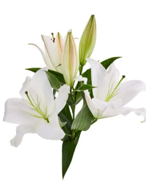 Białe Lilie - dodatkowe zdjęcie